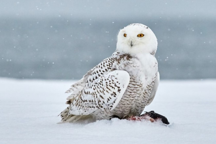 Bak Boneka Lucu, 8 Fakta Burung Hantu Salju Ini Tak Banyak yang Tahu! Ternyata Punya Sarang di Tanah