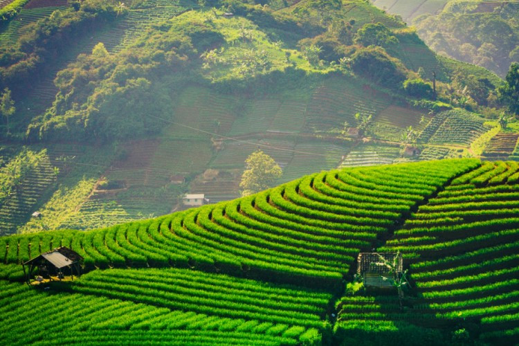 Lokasi dan Rute Terasering Panyaweuyan Majalengka yang Paling Dekat Dari Posisi Saya, Spot Nyore Andalan Buat Healing 