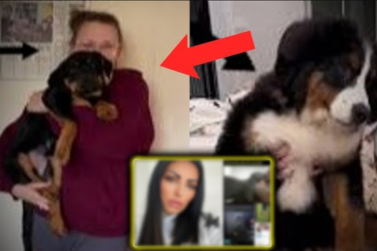 Stephanie Watson Dog Video Link Viral on Social Media, Generating Controversy Here's the Original Content!