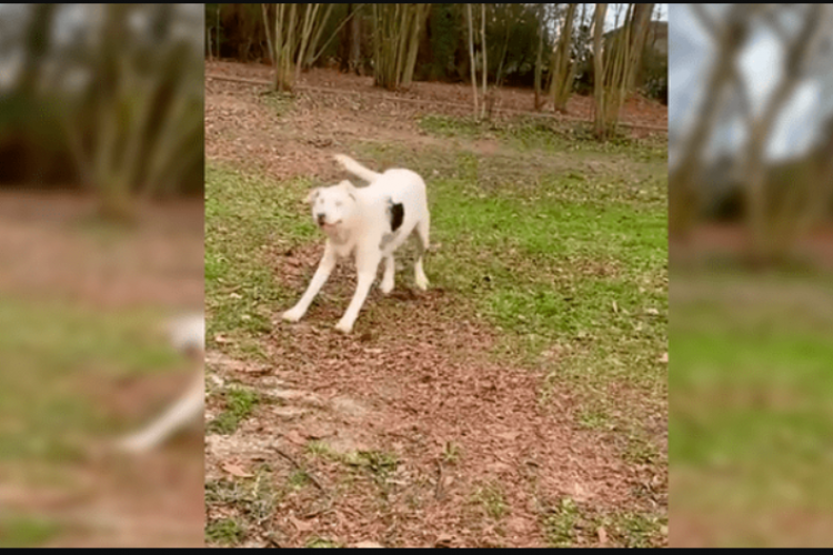 El Último Vídeo XXX de Mujer Y Perro Sin Censura Échale Un Vistazo Aquí, ¡eStá Plagado De Polémica! 