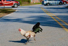 Mitos atau Fakta? Arti Menabrak Ayam di Jalan Adalah, Hati-hati! Ternyata Ini Makna yang Perlu Diwaspadai