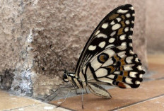 Kupu-kupu Masuk Rumah Menurut Islam, Antara Mitos dan Fakta! Cek Penjelasan Lengkapnya Berikut Ini