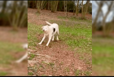 El Último Vídeo XXX de Mujer Y Perro Sin Censura Échale Un Vistazo Aquí, ¡eStá Plagado De Polémica! 